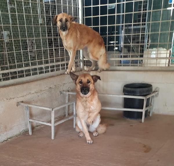 Bea Giovane Simil Pastore Adozione Del Cuore